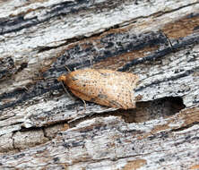 Image of Acleris notana Donovan 1806