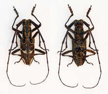 Image of Pseudoechthistatus