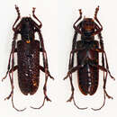 Image of Cribragapanthia scutellata Pic 1903