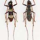 Image of Olenecamptus triplagiatus Jordan 1894