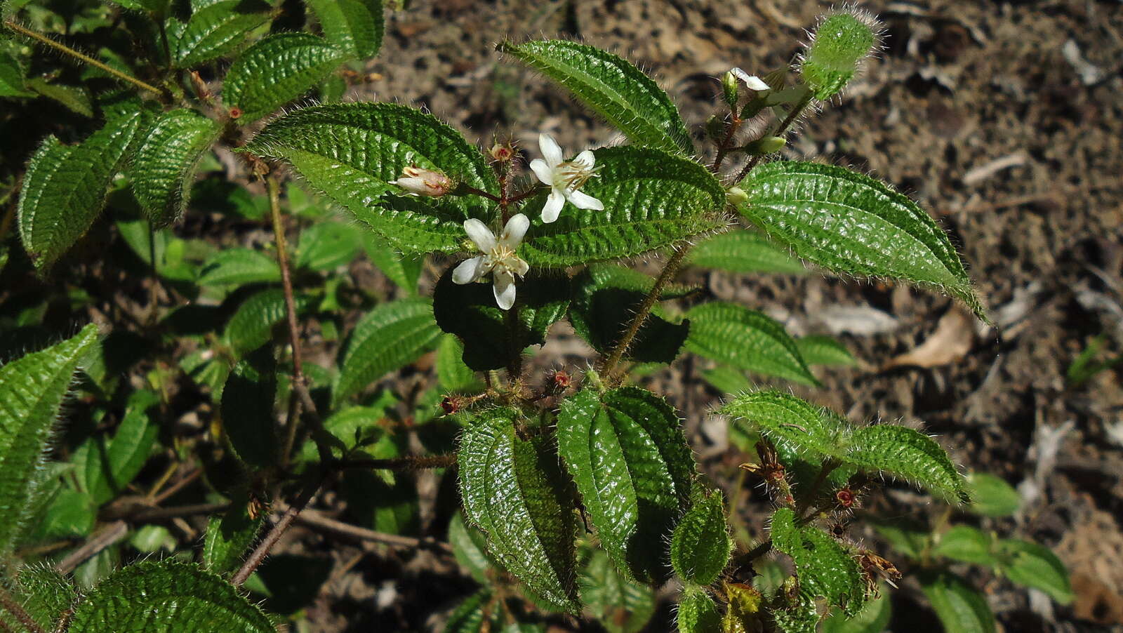 Image of soapbush