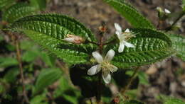 Image of soapbush