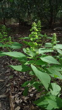 صورة Ocimum campechianum Mill.