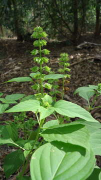 صورة Ocimum campechianum Mill.