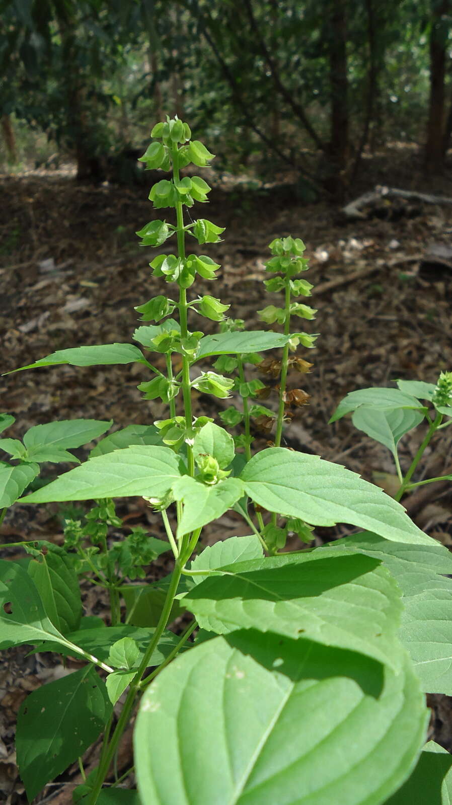 Слика од Ocimum campechianum Mill.