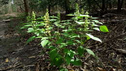 Слика од Ocimum campechianum Mill.