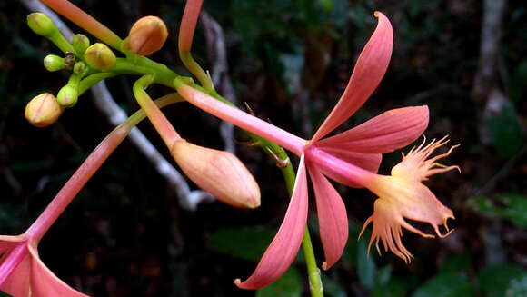 Image de Epidendrum cinnabarinum Salzm. ex Lindl.