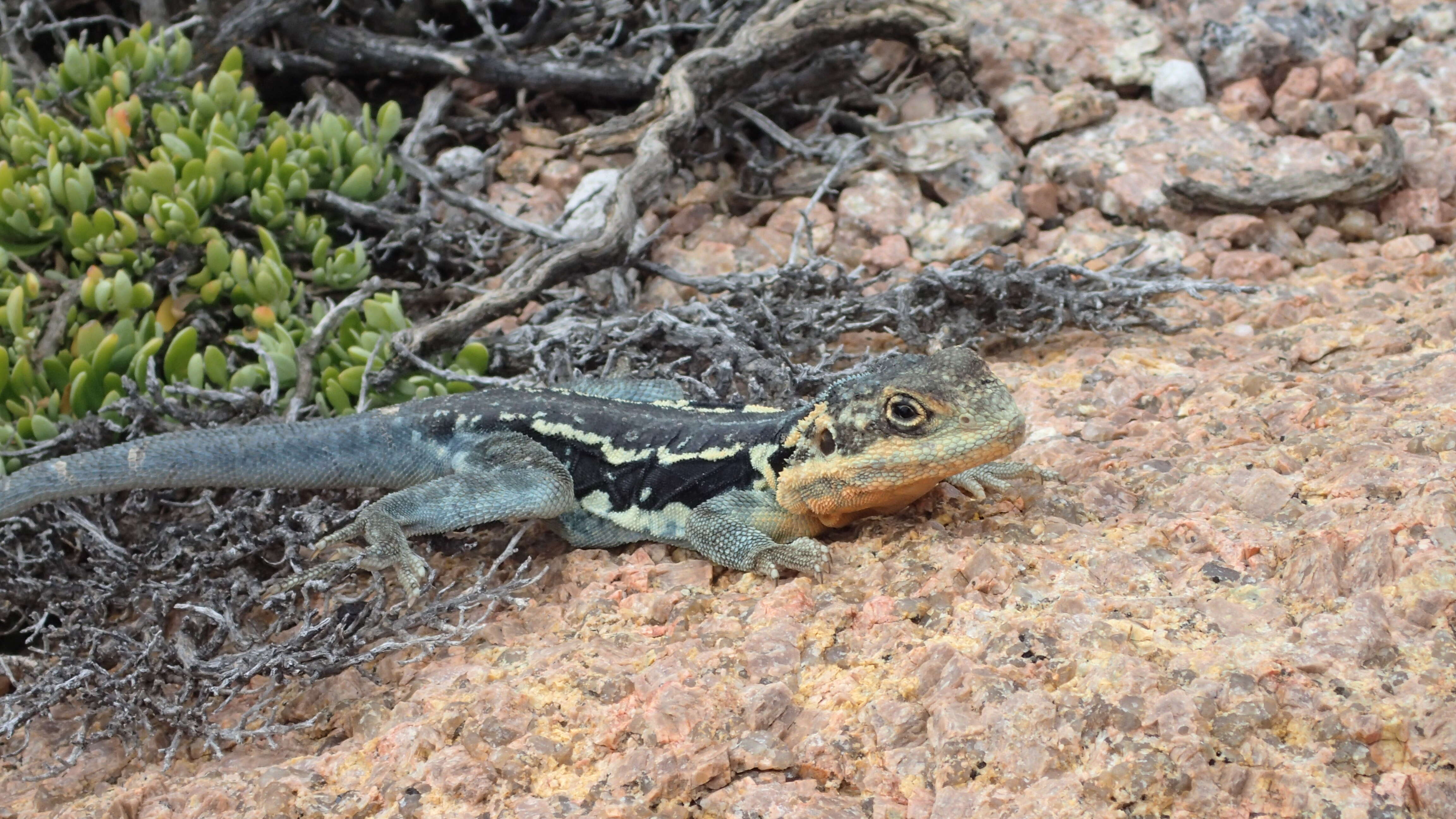 Image of Peninsula Crevis-dragon