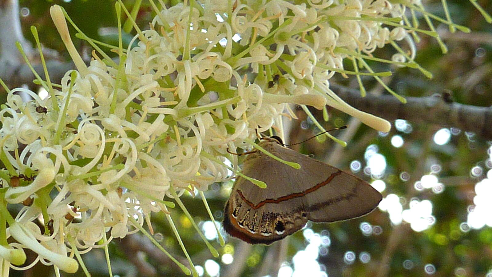 Image of Roupala montana Aubl.