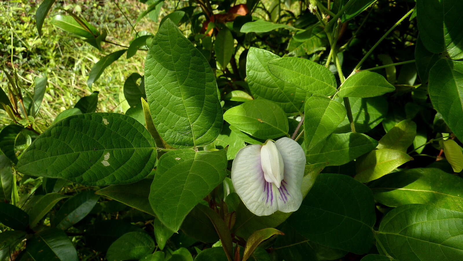 Image of spurred butterfly pea