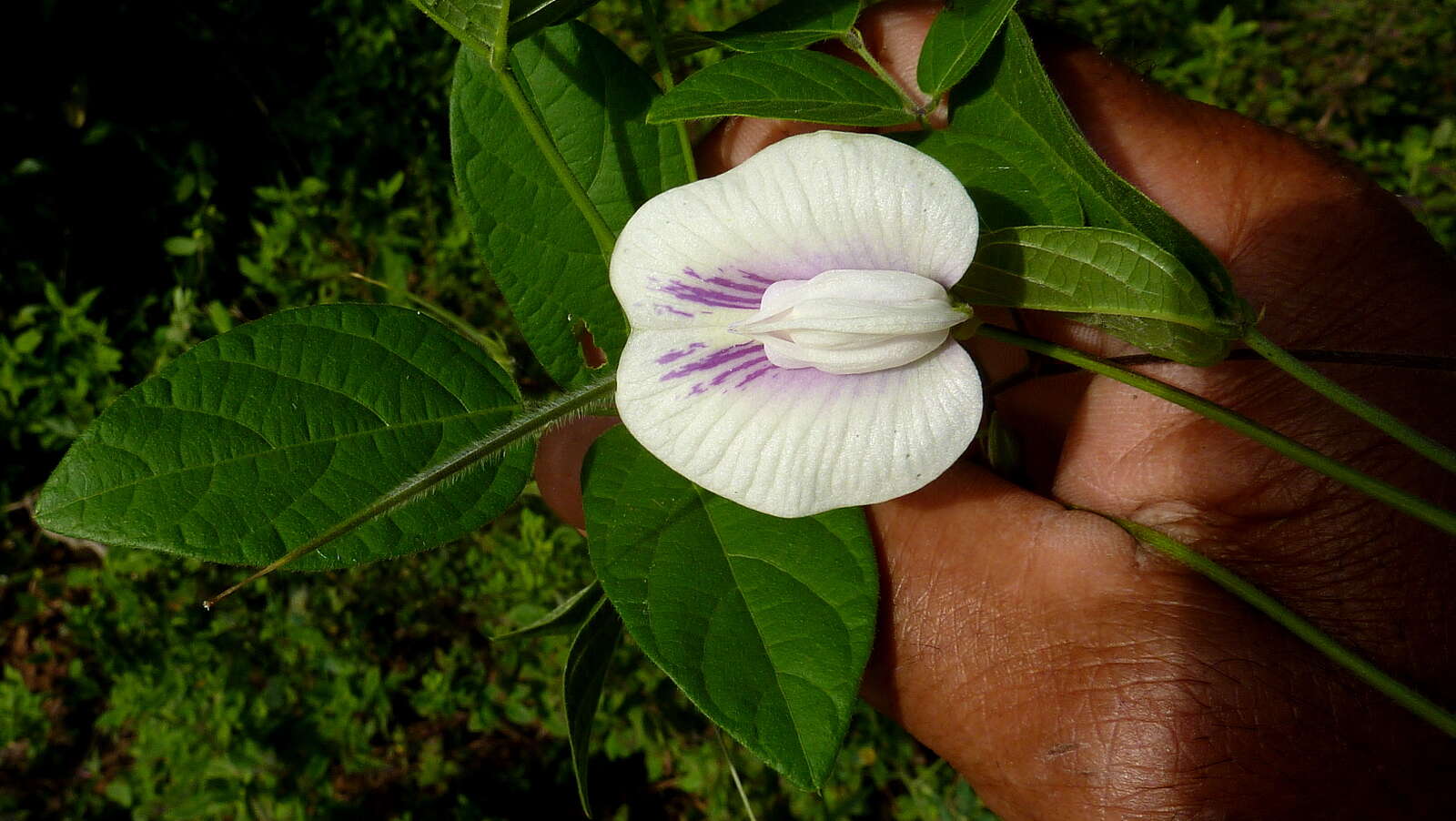 Image of spurred butterfly pea