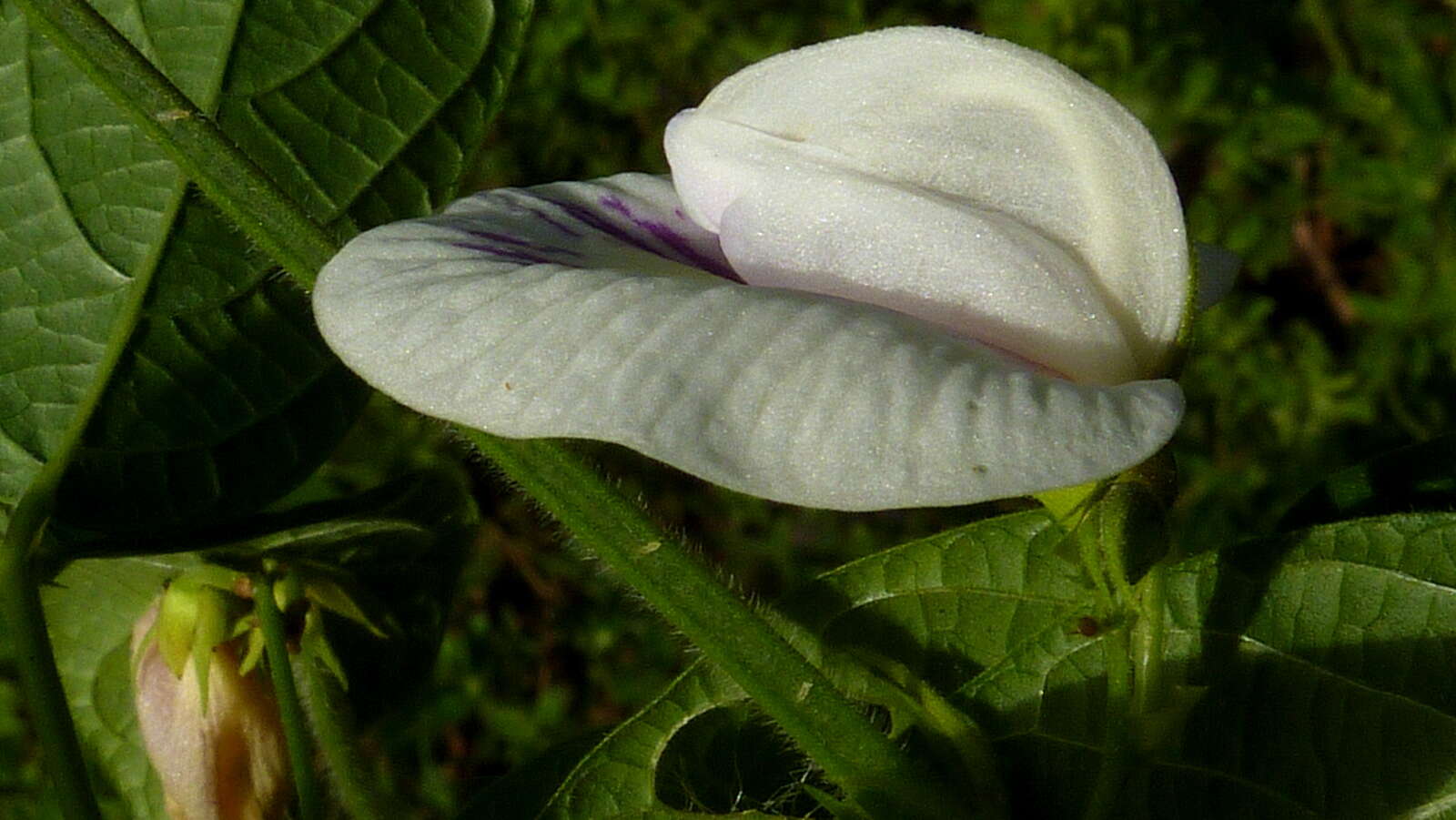 Image of spurred butterfly pea