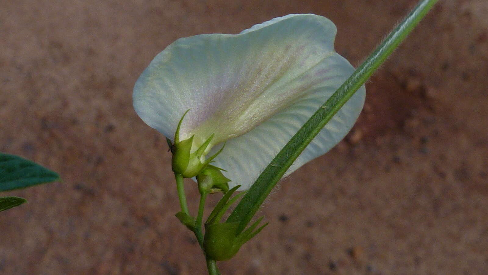 Image of spurred butterfly pea