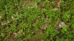 Image de Utricularia pusilla Vahl