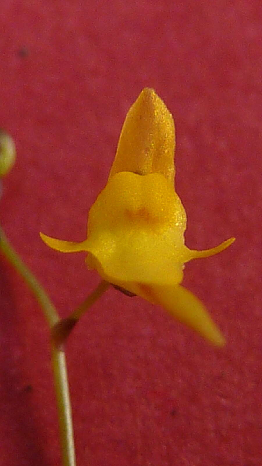 Image de Utricularia pusilla Vahl