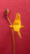 Image de Utricularia pusilla Vahl