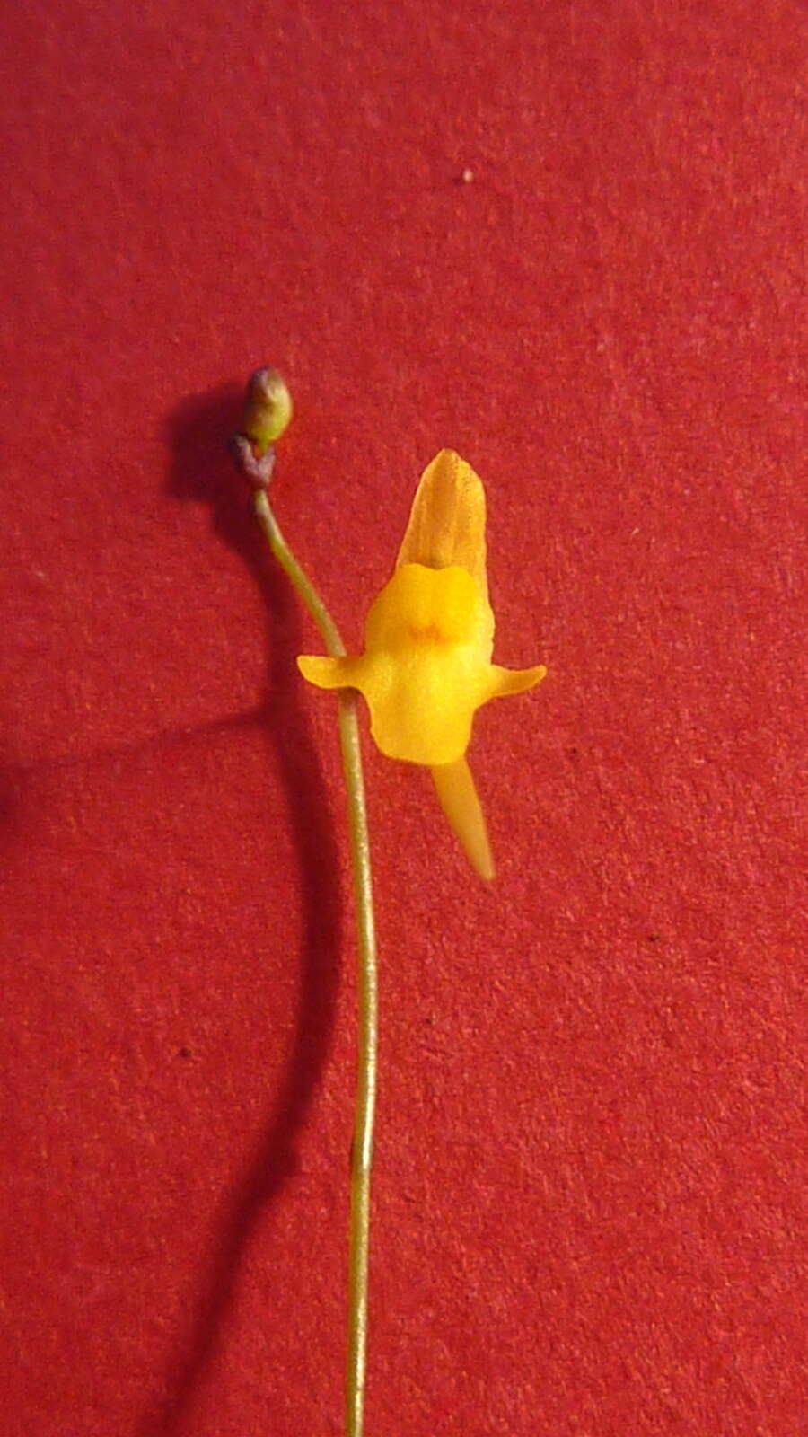 Image de Utricularia pusilla Vahl