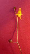 Image de Utricularia pusilla Vahl