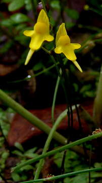 Image de Utricularia pusilla Vahl