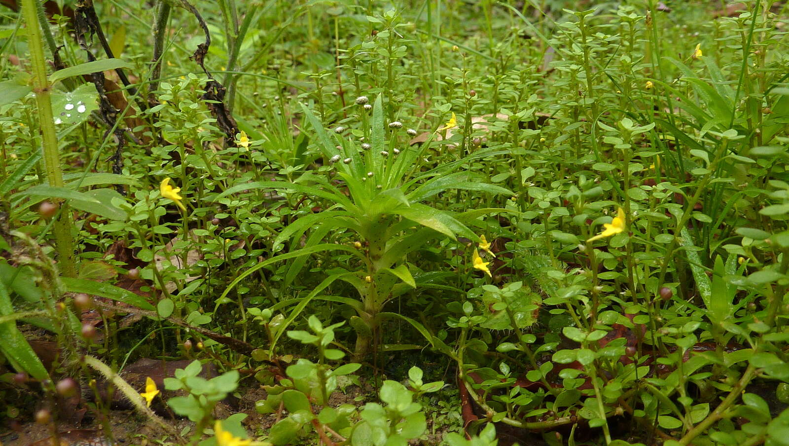 Image de Utricularia pusilla Vahl