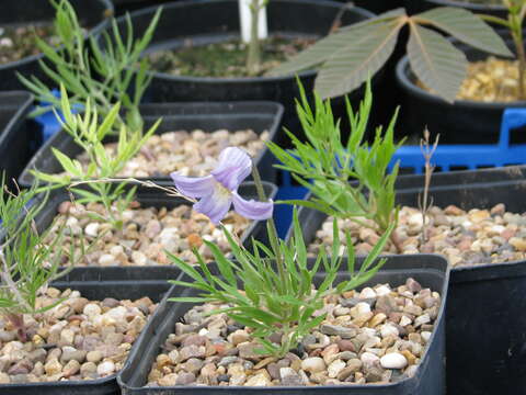 Image of hairy clematis