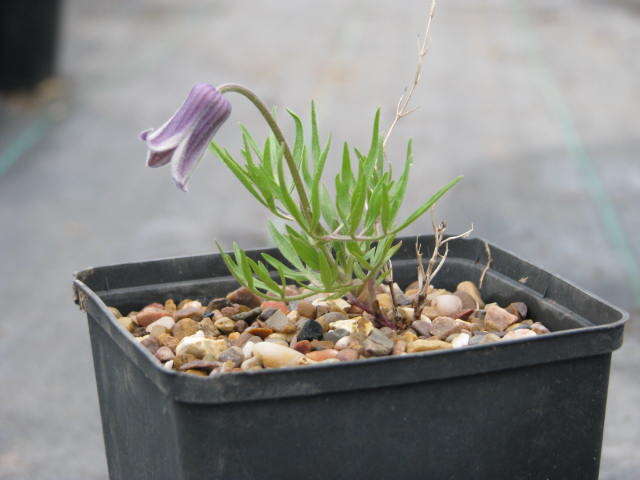 Image of hairy clematis