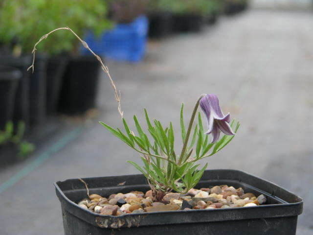 Image of hairy clematis