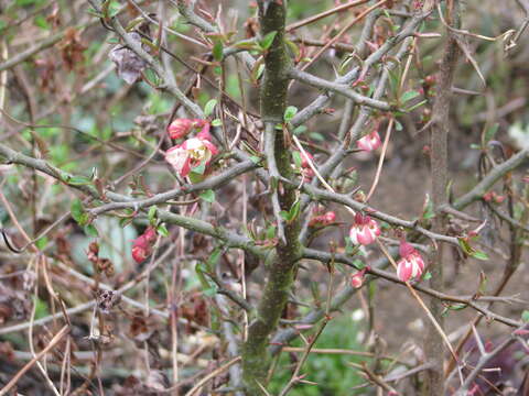 Image of Cathay quince