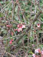 Image of Cathay Quince