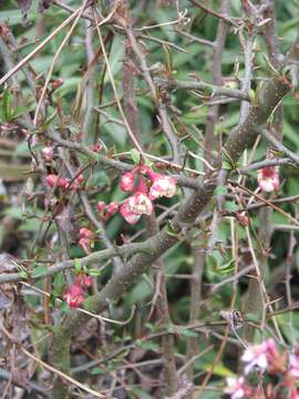 Image of Cathay quince