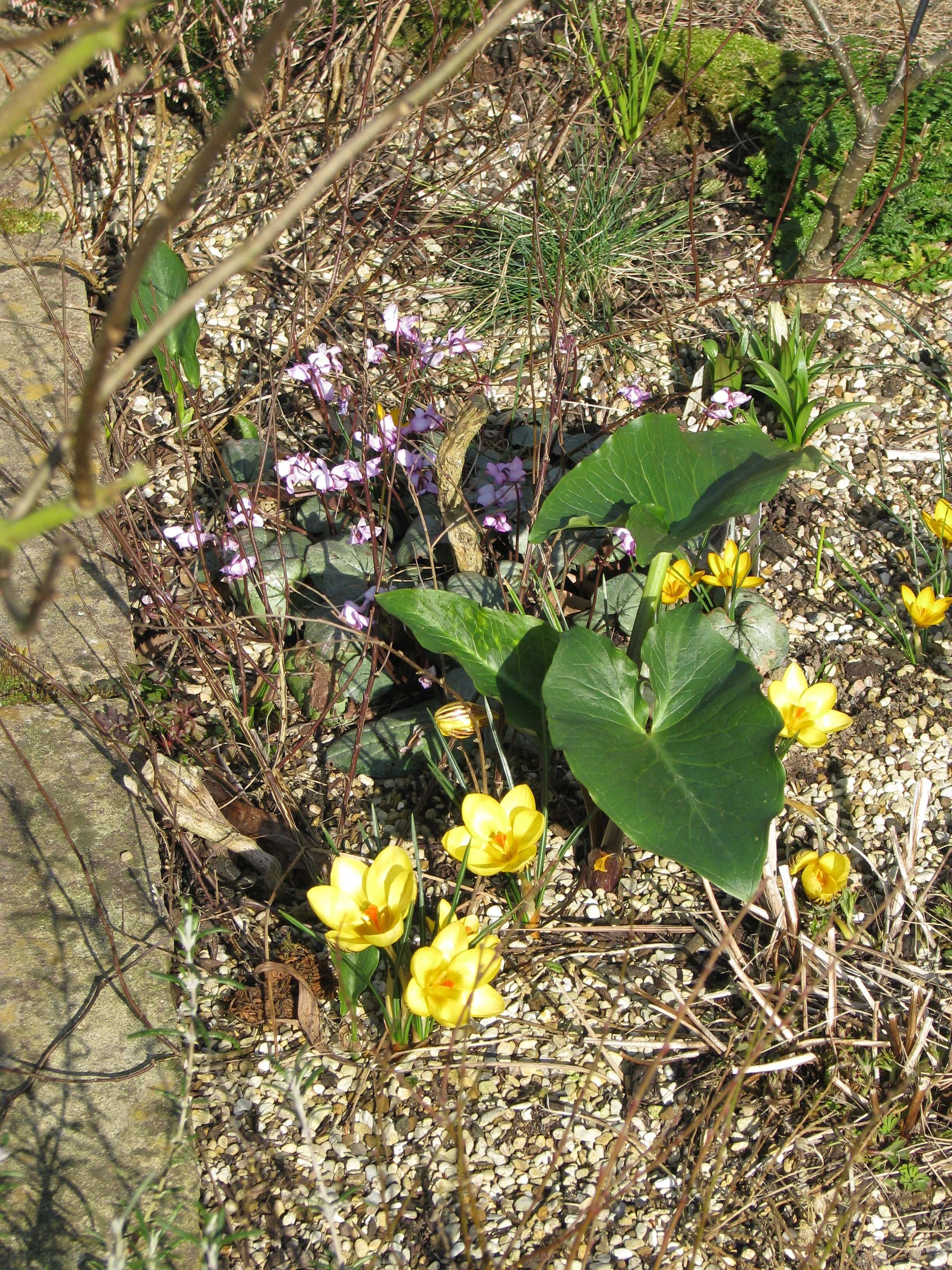 Image of Cyclamen coum Miller