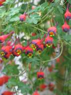 Image of Bolivian Nasturtium