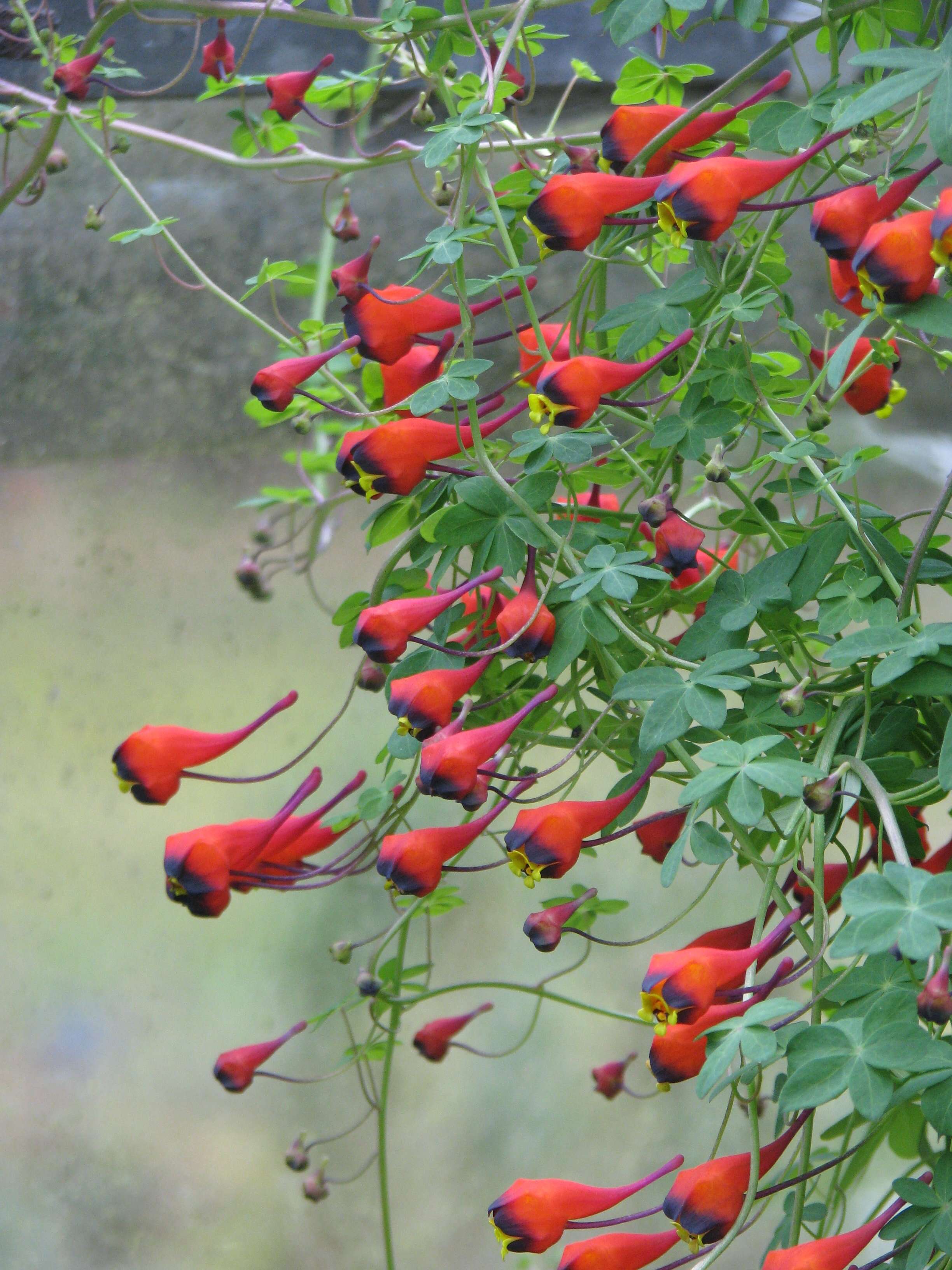 Image of Bolivian Nasturtium