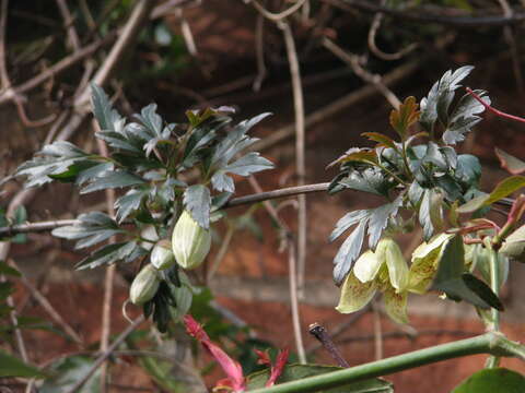 Imagem de Clematis cirrhosa L.