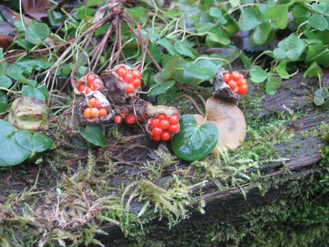 Image of Bomarea edulis (Tussac) Herb.