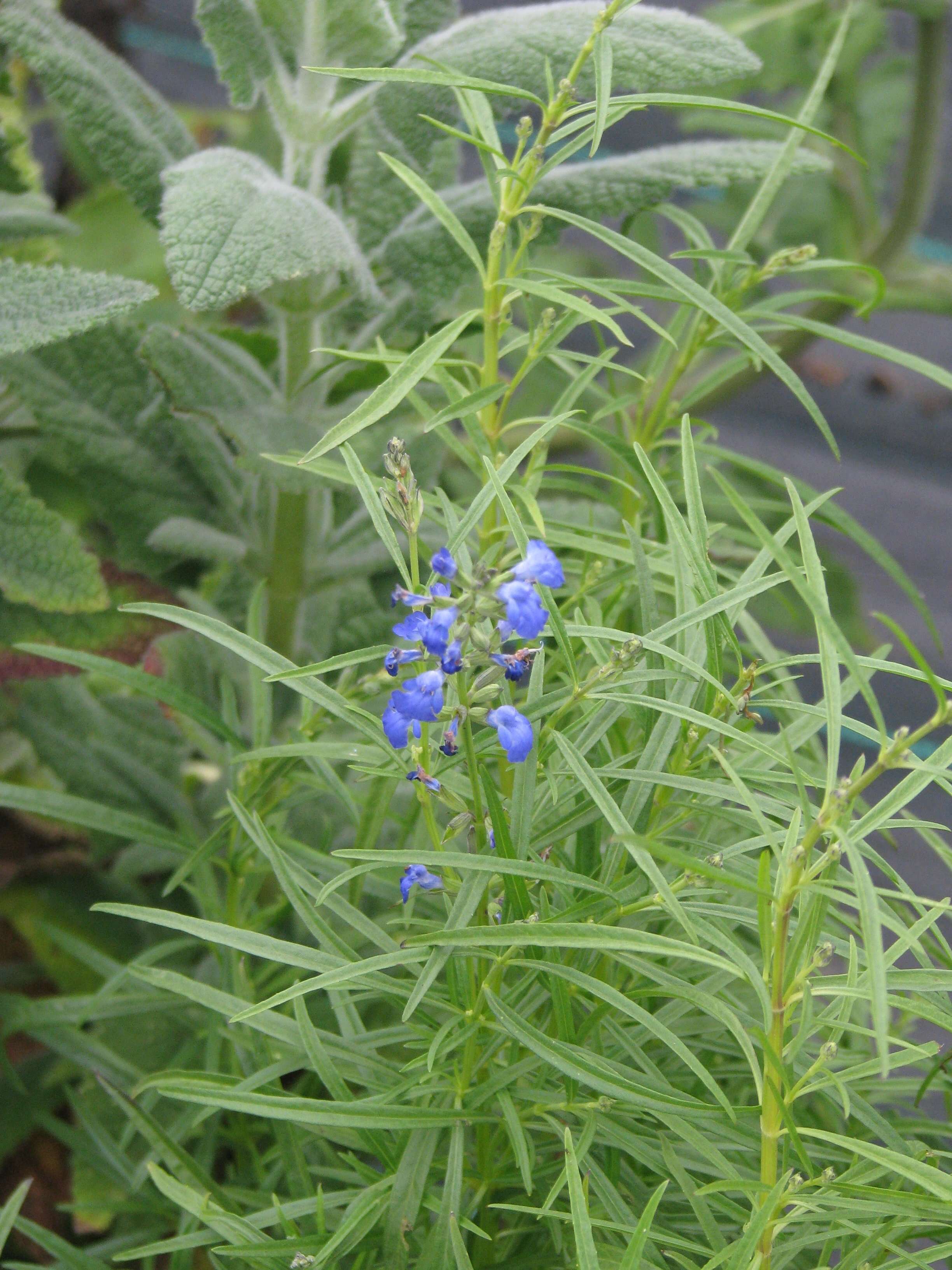 Imagem de Salvia reptans Jacq.