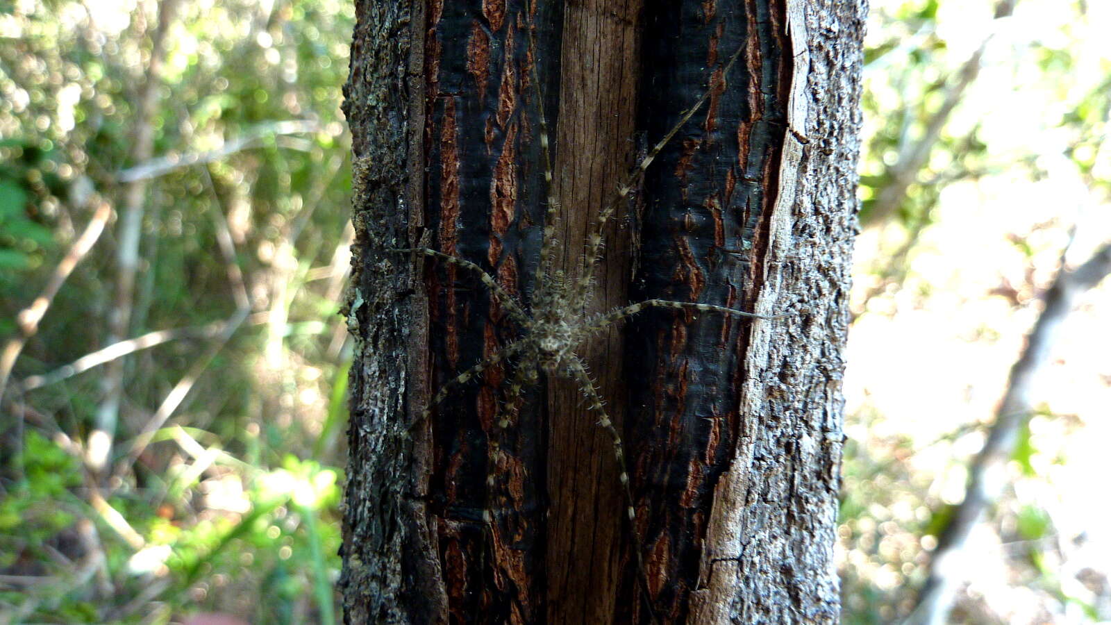 Image of Syntrechalea