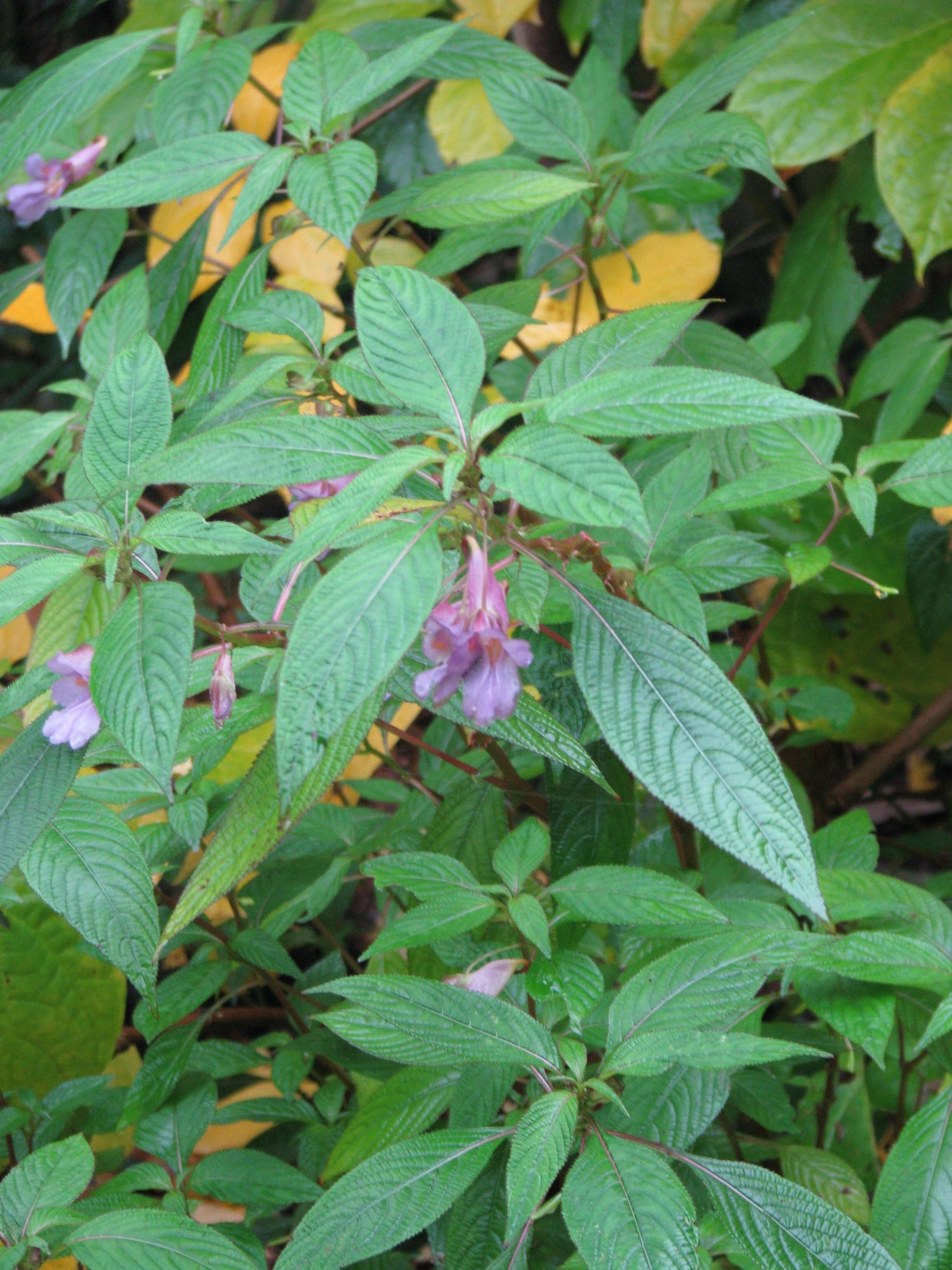 Image of Blue-flowered Impatiens