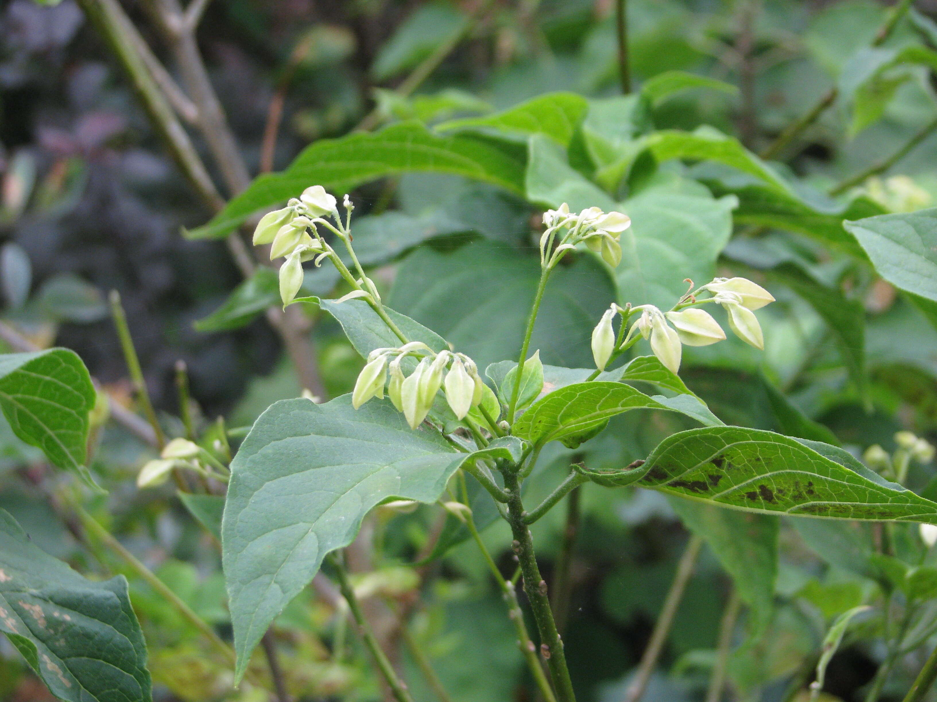 Imagem de Clerodendrum trichotomum Thunb.