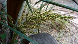 Image of Ouricury palm