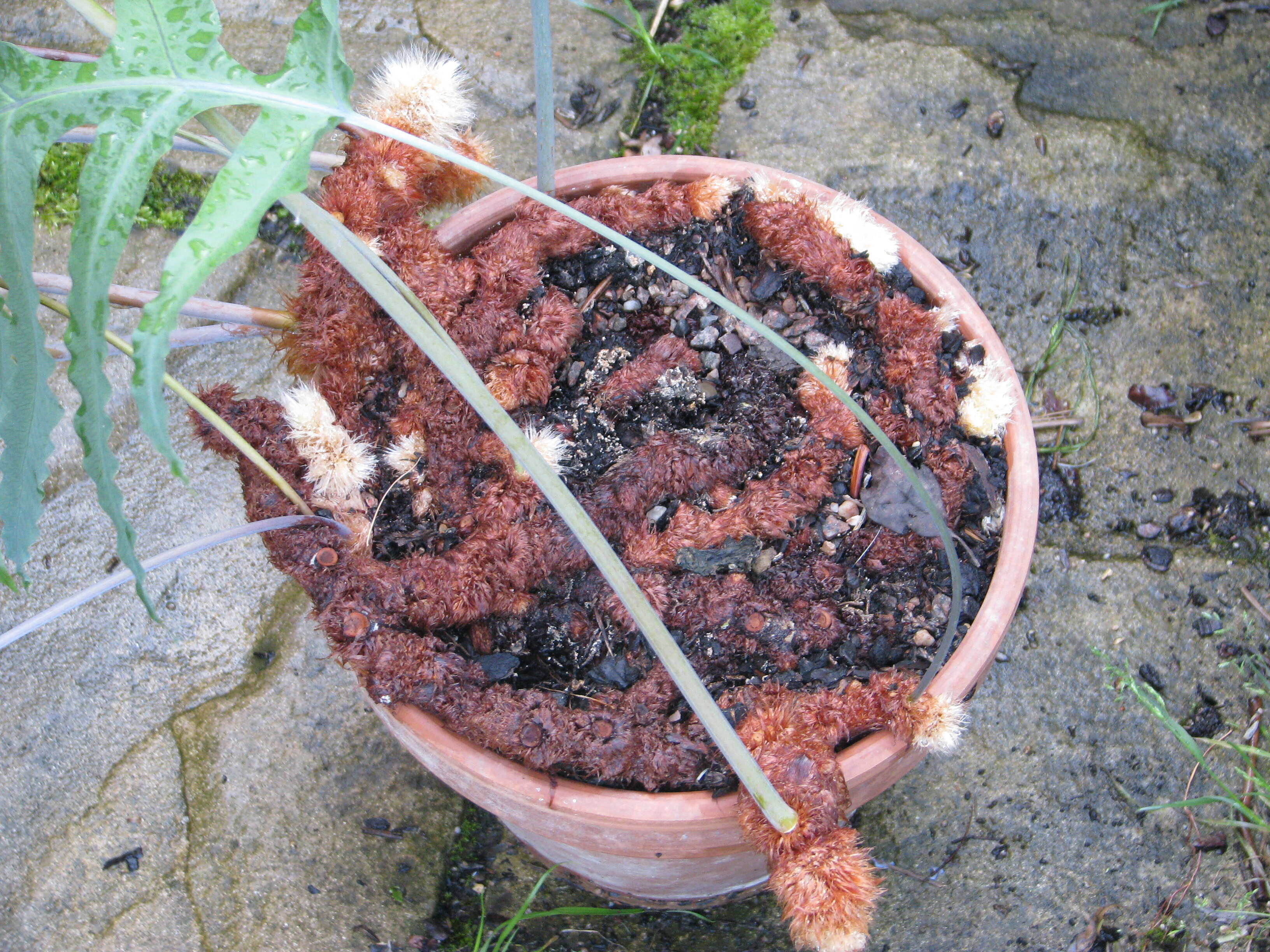 Image of golden polypody