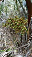 Imagem de Syagrus coronata (Mart.) Becc.