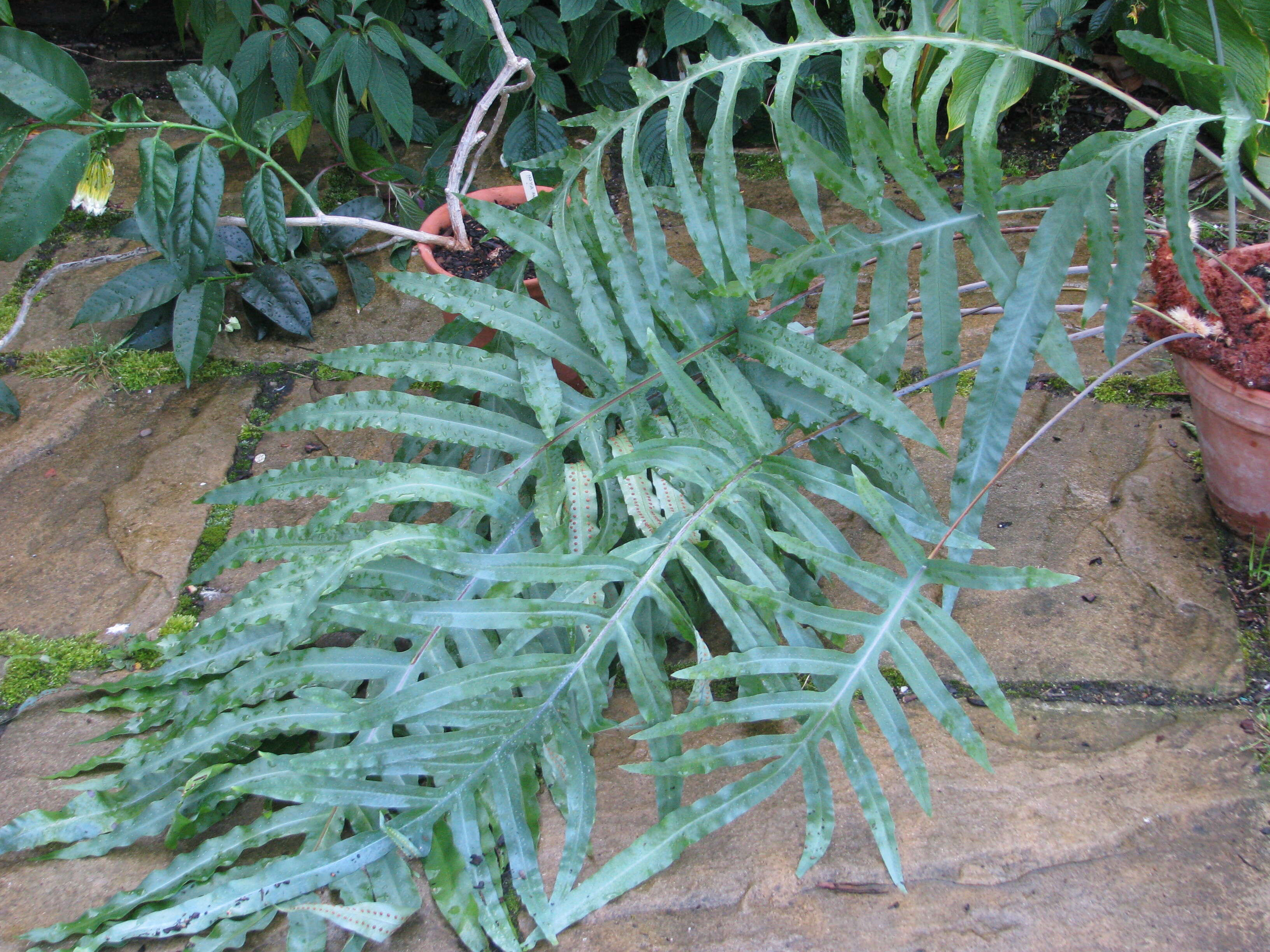 Image of golden polypody