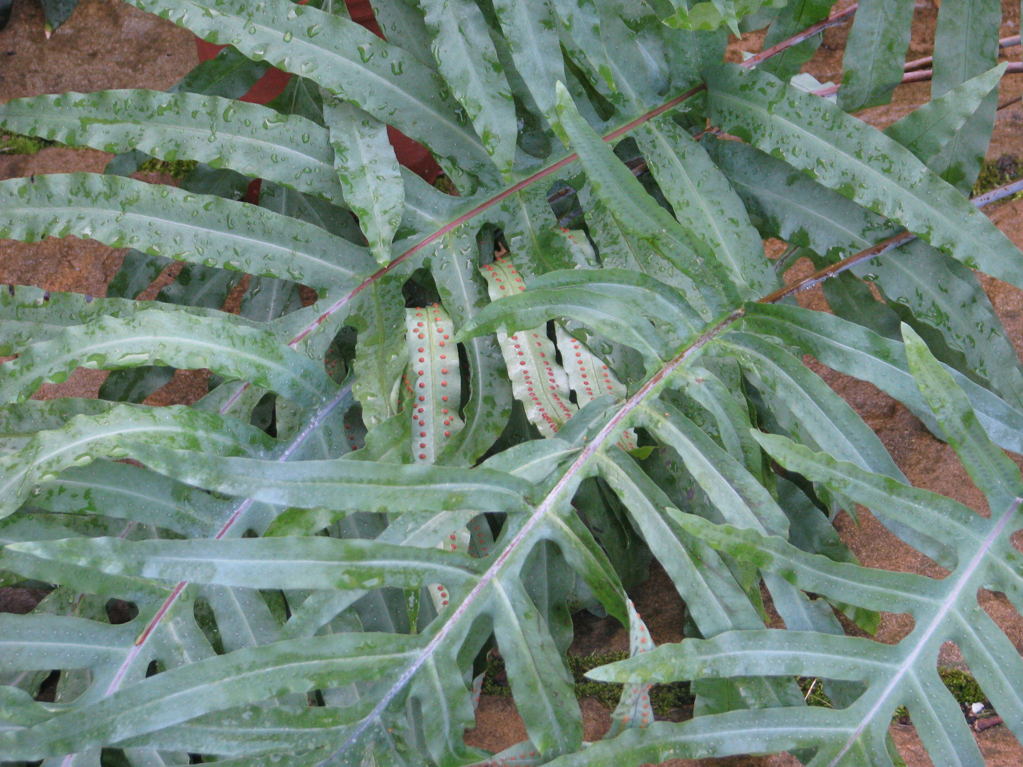 Image of golden polypody