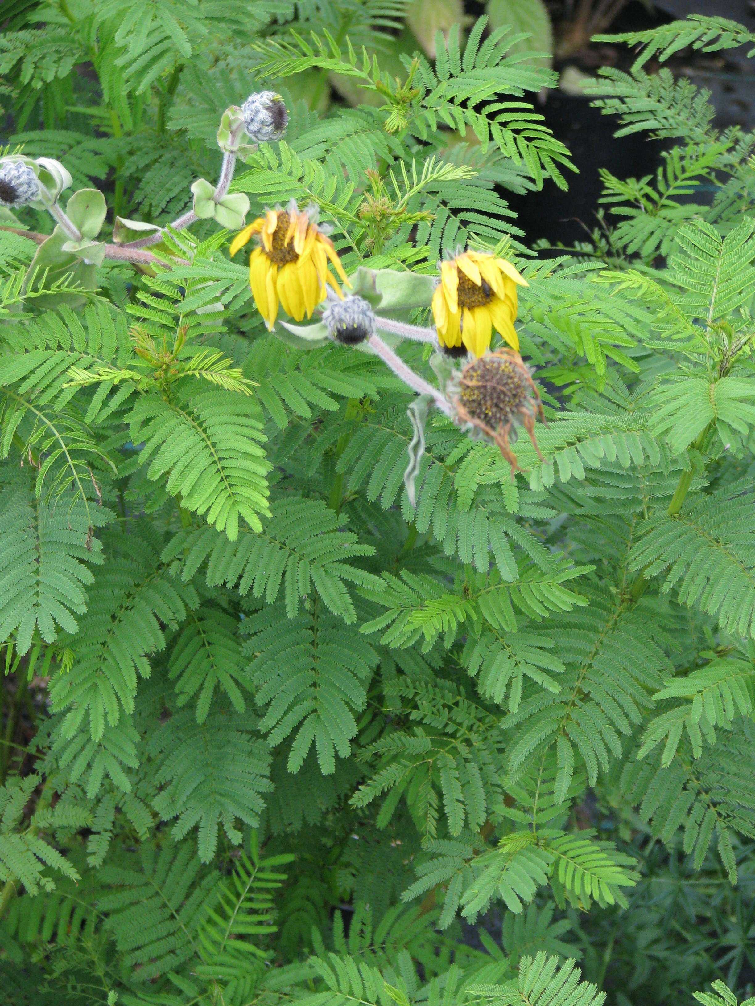 Image of Illinois bundleflower