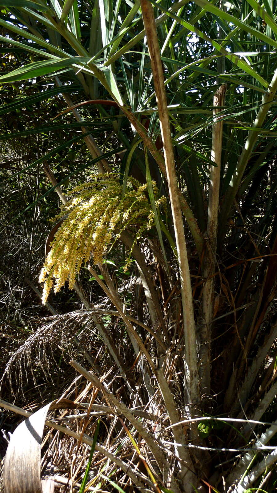 Image of Ouricury palm