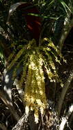 Image of Ouricury palm