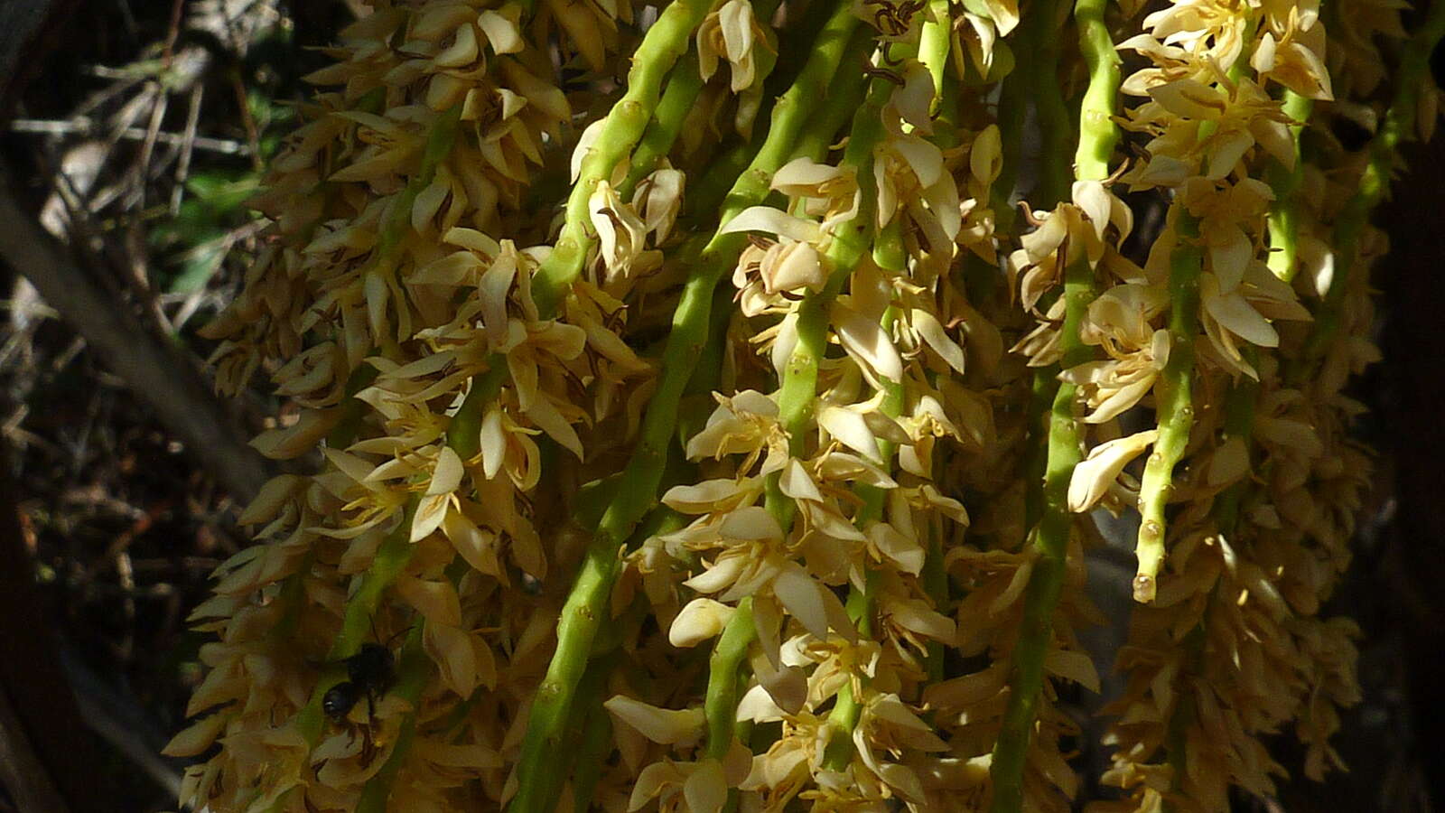 Image of Ouricury palm