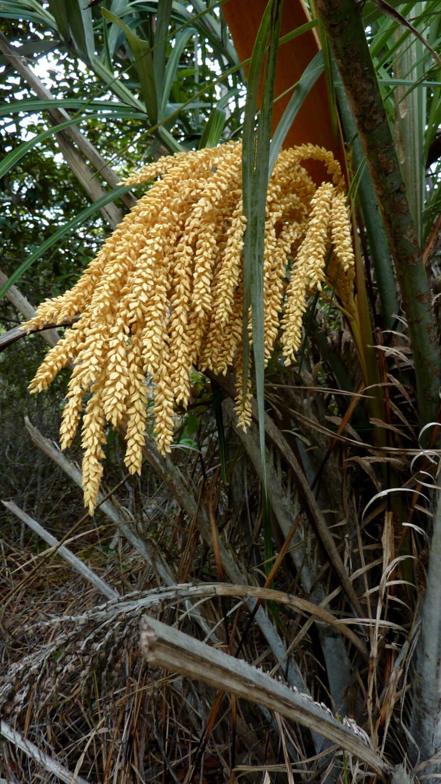 Image of Ouricury palm