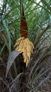 Image of Ouricury palm